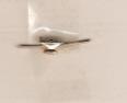 ROTC Lamp Silver Ribbon Device